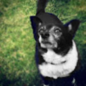 Meet your Posher, Darcy